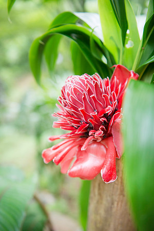 Rio Tigre  Red ginger Lily  DSC_7474