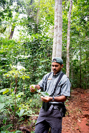 Rain Forest Foraging DSC_8289