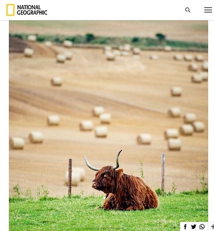 Aberdeenshire - Barley Fields
